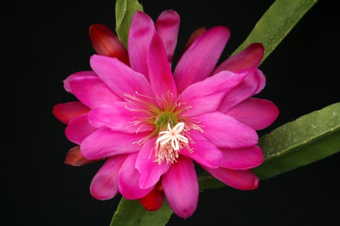 Epicactus-Hybriden Ruth Fearn 