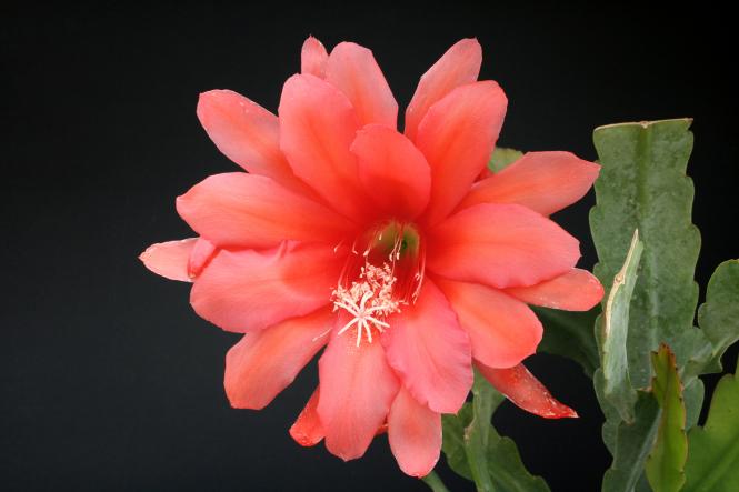 Epicactus-Hybriden Sachsenland 