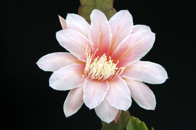 Epicactus-Hybriden Sakurahime 