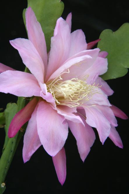 Epicactus-Hybriden San Miguel 