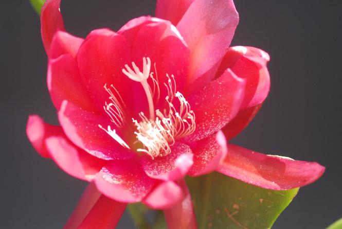 Epicactus-Hybriden Sarah Courant 