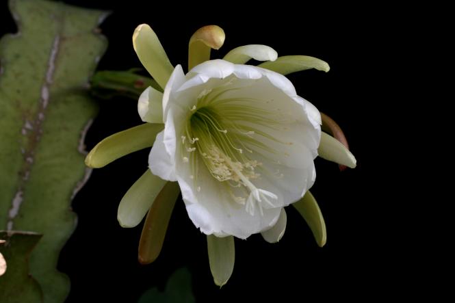 Epicactus-Hybriden Schlesien 