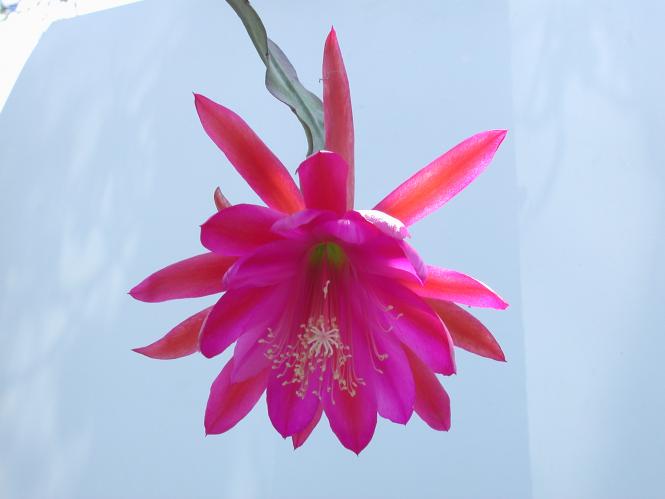 Epicactus-Hybriden Schuhwerk 