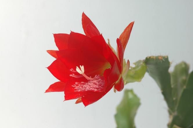 Epicactus-Hybriden Schwellenburg 