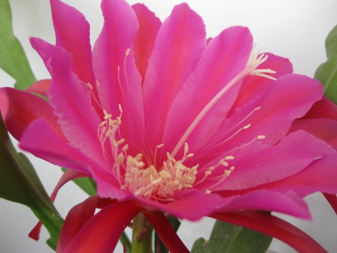 Epicactus-Hybriden Seven Seas 