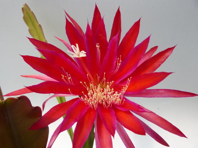 Epicactus-Hybriden Shimmer 