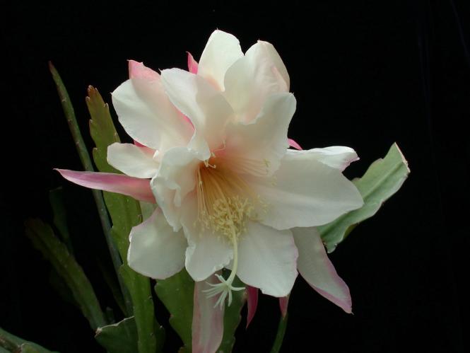 Epicactus-Hybriden Snow Leopard 