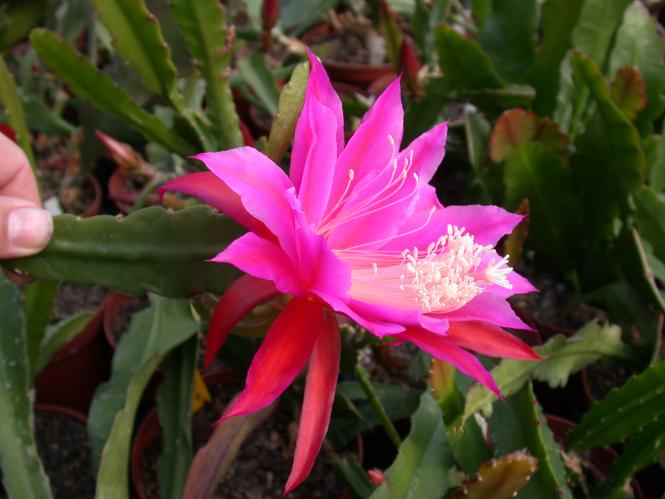 Epicactus-Hybriden Sonja Paetz 