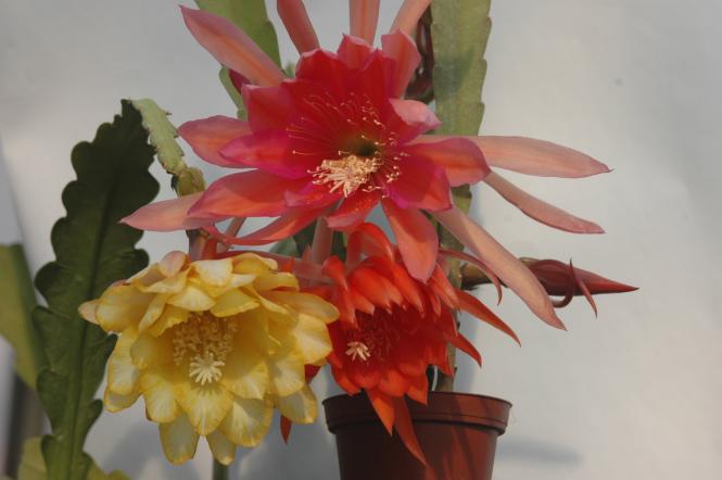 Epicactus-Hybriden Sortiment Epicactus-Hybrids (Orchidcactus or Epiphyllum-Hybrids) 