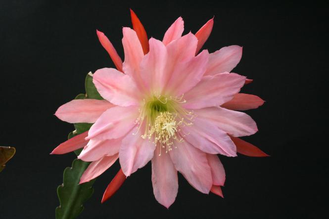 Epicactus-Hybriden Sound of Music 