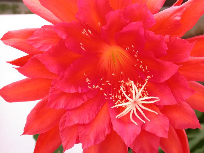 Epicactus-Hybriden Spring Fling 