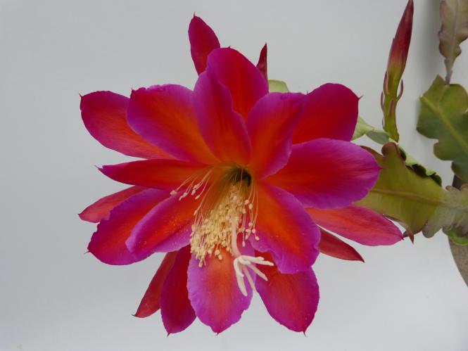 Epicactus-Hybriden Stern von England 