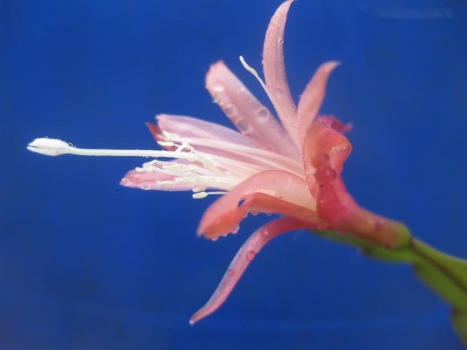 Epicactus-Hybriden Sugar Baby 