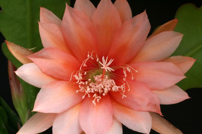 Epicactus-Hybriden Sunland 