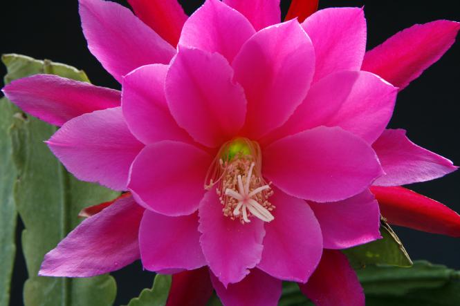 Epicactus-Hybriden Superchief 