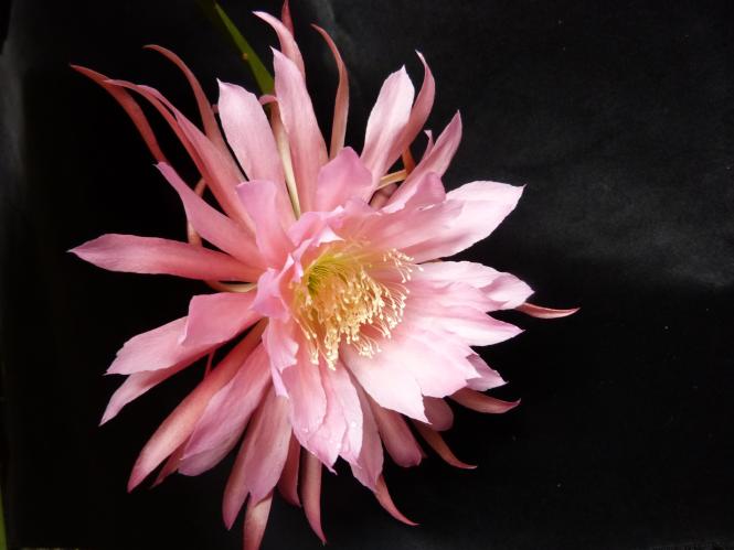 Epicactus-Hybriden Tassel 