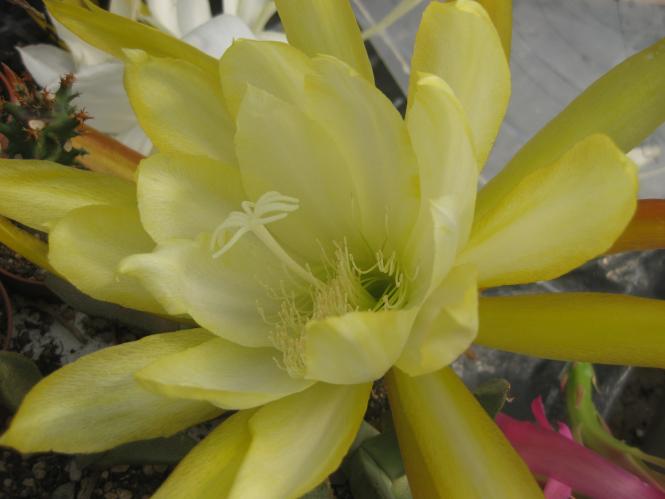 Epicactus-Hybriden Tele Ann 