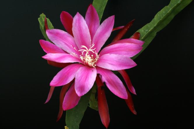 Epicactus-Hybriden Teurter 