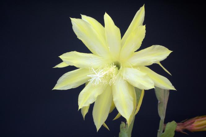 Epicactus-Hybriden The Volunteers 