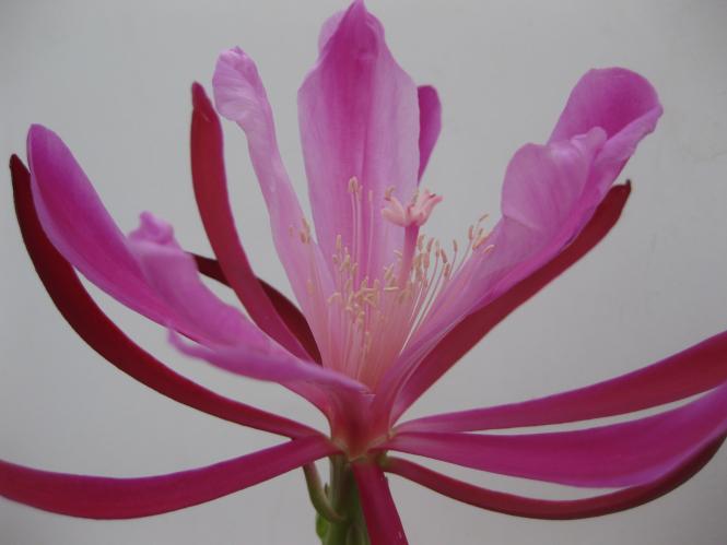 Epicactus-Hybriden Three Wishes 