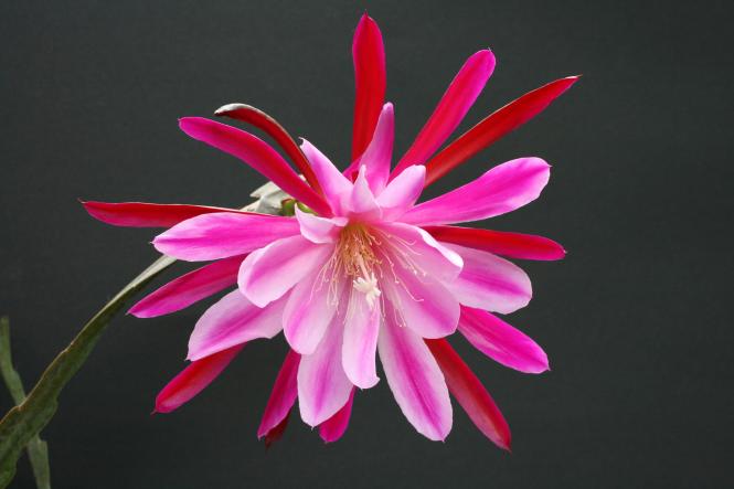 Epicactus-Hybriden Thunder Cloud 