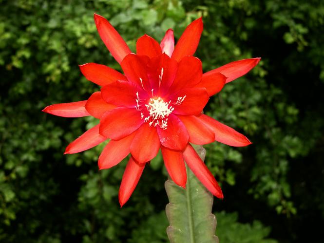 Epicactus-Hybriden Tien Shan ESA12797 