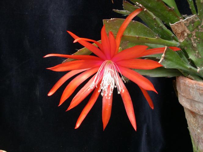 Epicactus-Hybriden Tiny Flame 