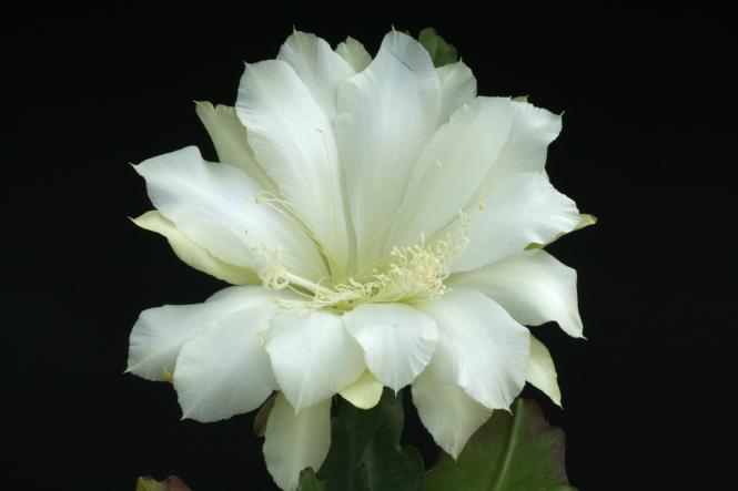 Epicactus-Hybriden Tofu 