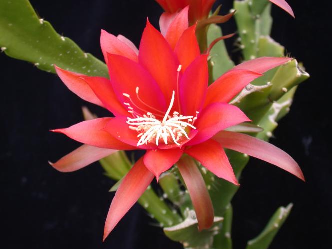 Epicactus-Hybriden Torero 