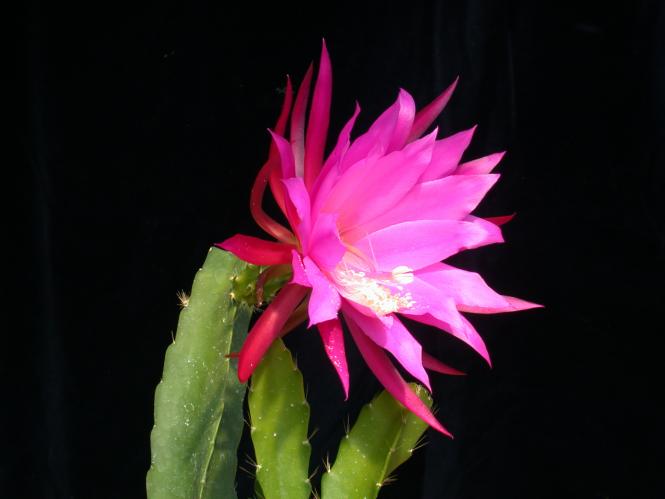 Epicactus-Hybriden Überraschung 