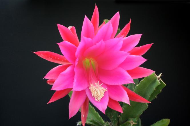 Epicactus-Hybriden Urahne 