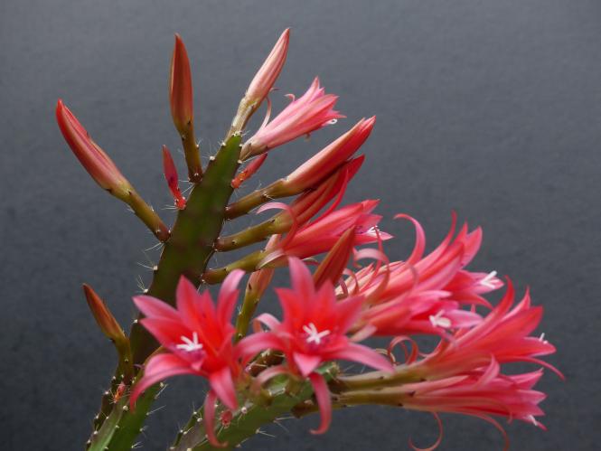 Epicactus-Hybriden Urumqi ESA13898 