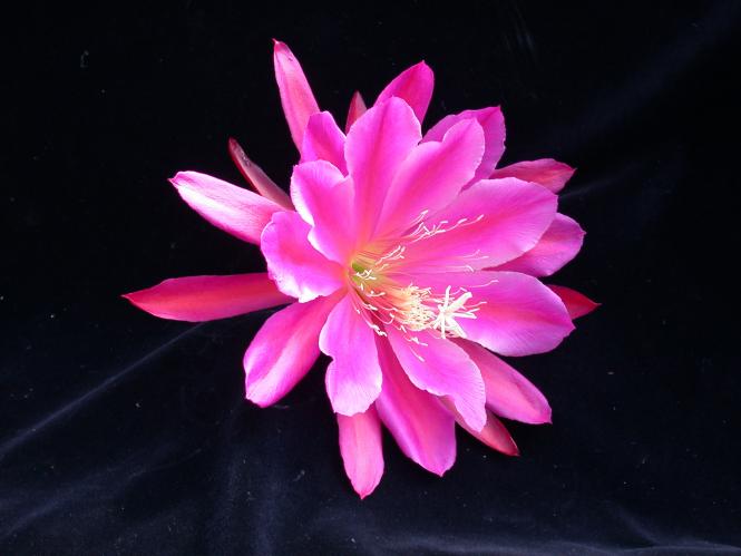 Epicactus-Hybriden Urwald 