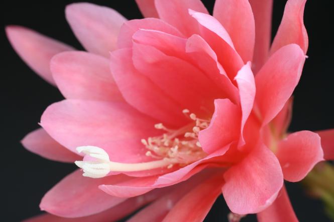 Epicactus-Hybriden Uschi 