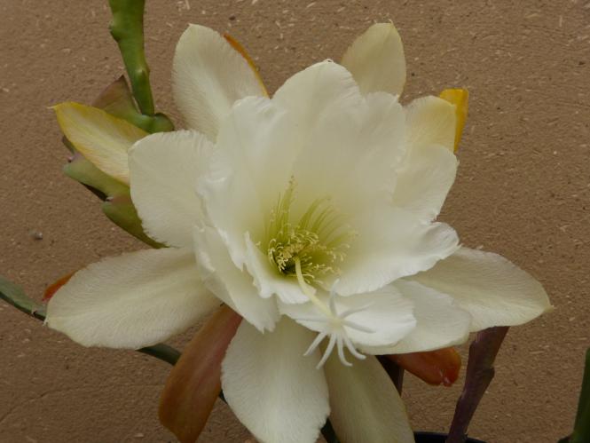 Epicactus-Hybriden Vanilla Ice 