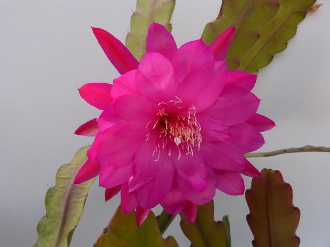 Epicactus-Hybriden Venetian 