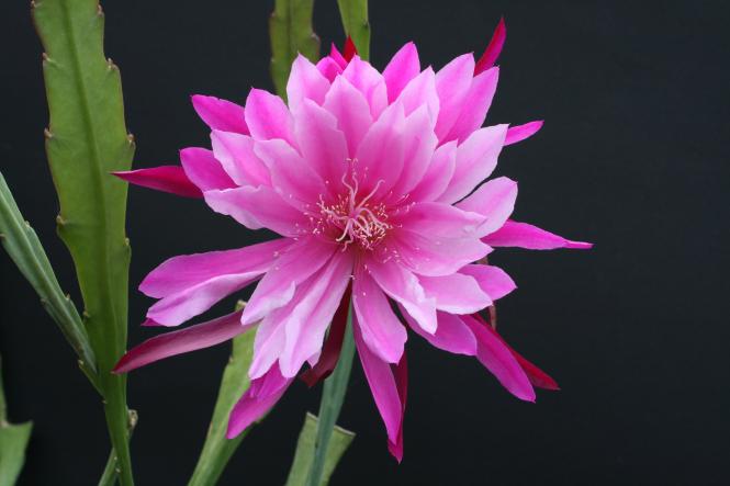 Epicactus-Hybriden Venetian Affair 