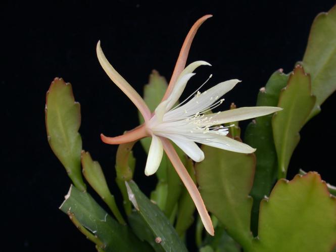 Epicactus-Hybriden Vista Star 