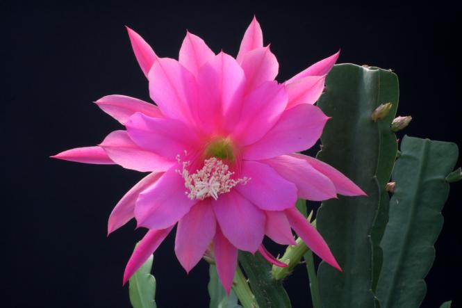 Epicactus-Hybriden Vogeli 