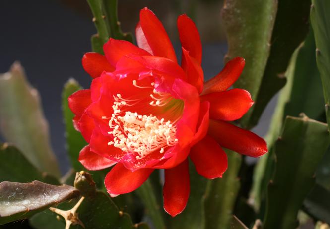 Epicactus-Hybriden Wachsenburg 