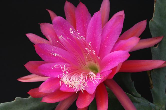 Epicactus-Hybriden Waikiki Rainbow 