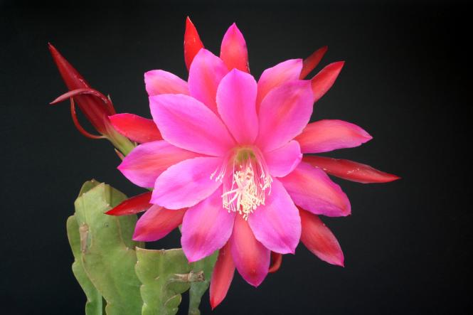 Epicactus-Hybriden Walther Haage jr. 