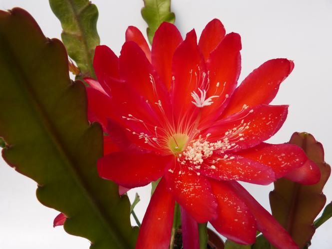 Epicactus-Hybriden Wayfarer 