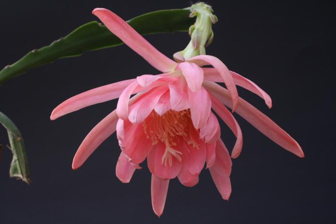 Epicactus-Hybriden Welcome 