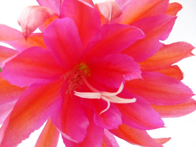 Epicactus-Hybriden Whirlibird 