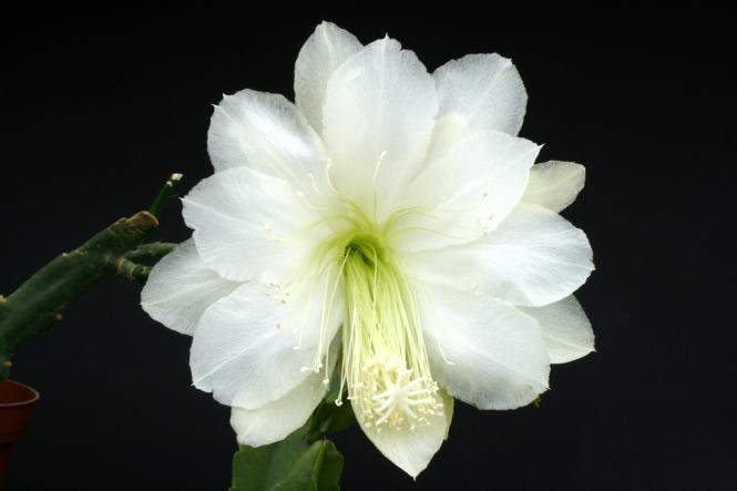 Epicactus-Hybriden White Magic 