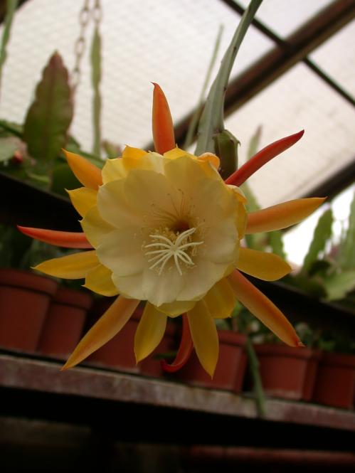 Epicactus-Hybriden William Clark 