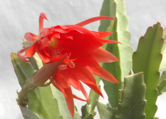 Epicactus-Hybriden Wolfgang Amadeus Mozart 