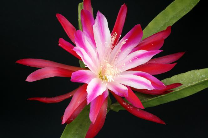 Epicactus-Hybriden Youre the One :} 