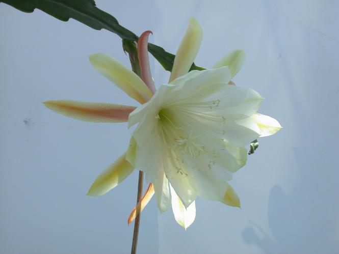 Epicactus-Hybriden Young Nun 